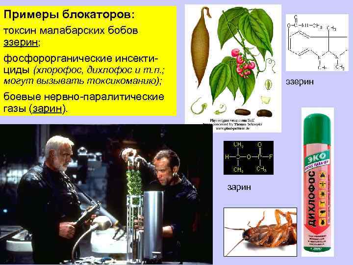 Примеры блокаторов: токсин малабарских бобов эзерин; фосфорорганические инсектициды (хлорофос, дихлофос и т. п. ;