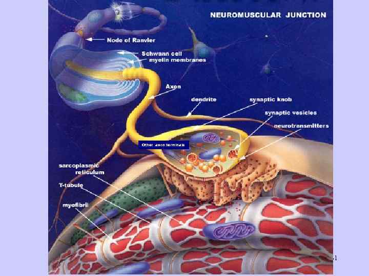 Other axon terminals 31 