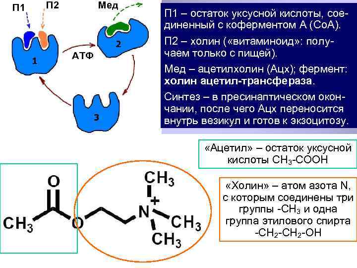 П 2 П 1 Мед 2 1 АТФ 3 П 1 – остаток уксусной