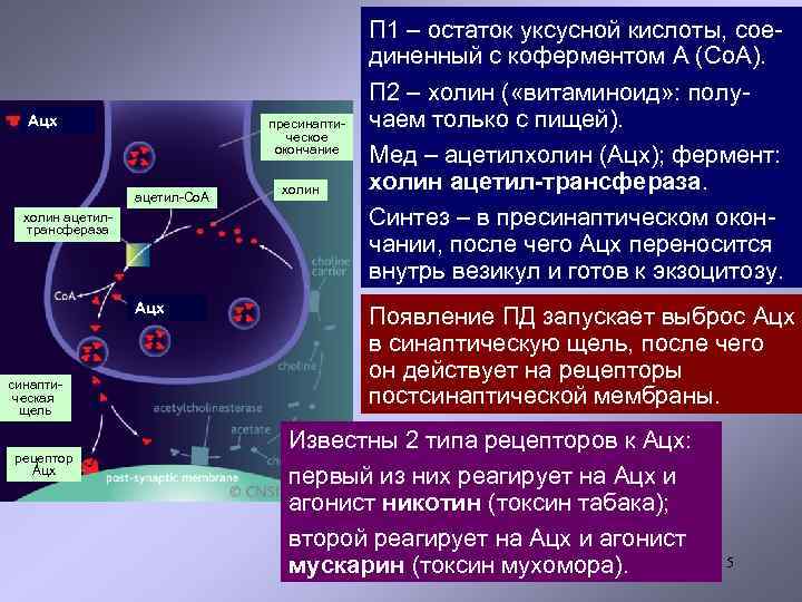 Ацх пресинаптическое окончание ацетил-Со. А холин ацетилтрансфераза Ацх синаптическая щель рецептор Ацх холин П