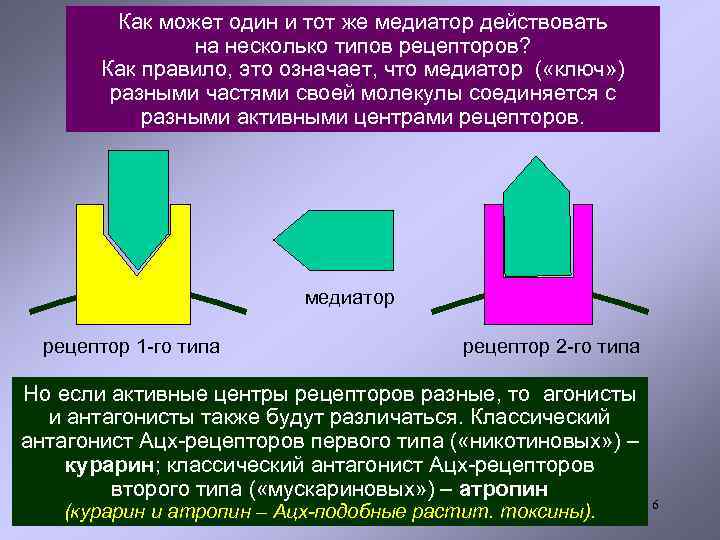 Как может один и тот же медиатор действовать на несколько типов рецепторов? Как правило,