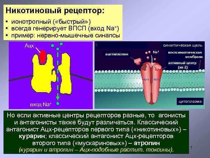 Никотиновый рецептор: • ионотропный ( «быстрый» ) • всегда генерирует ВПСП (вход Na+) •