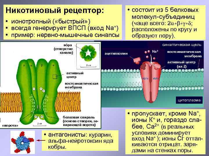 Никотиновый рецептор: • ионотропный ( «быстрый» ) • всегда генерирует ВПСП (вход Na+) •