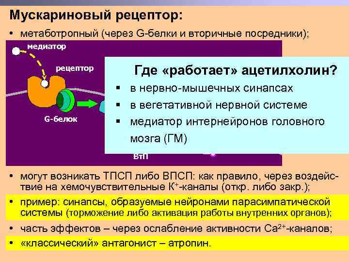 Мускариновый рецептор: • метаботропный (через G-белки и вторичные посредники); медиатор фермент, рецептор синтезихемочувствирующий §