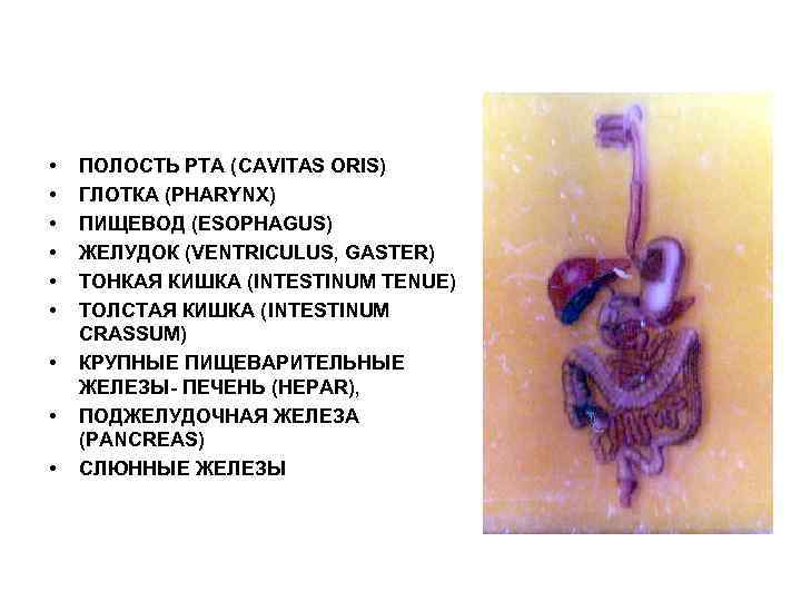  • • • ПОЛОСТЬ РТА (CAVITAS ORIS) ГЛОТКА (PHARYNX) ПИЩЕВОД (ESOPHAGUS) ЖЕЛУДОК (VENTRICULUS,
