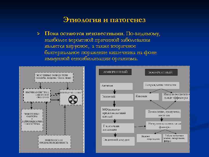 Этиология и патогенез Ø Пока остаются неизвестными. По-видимому, наиболее вероятной причиной заболевания является вирусное,