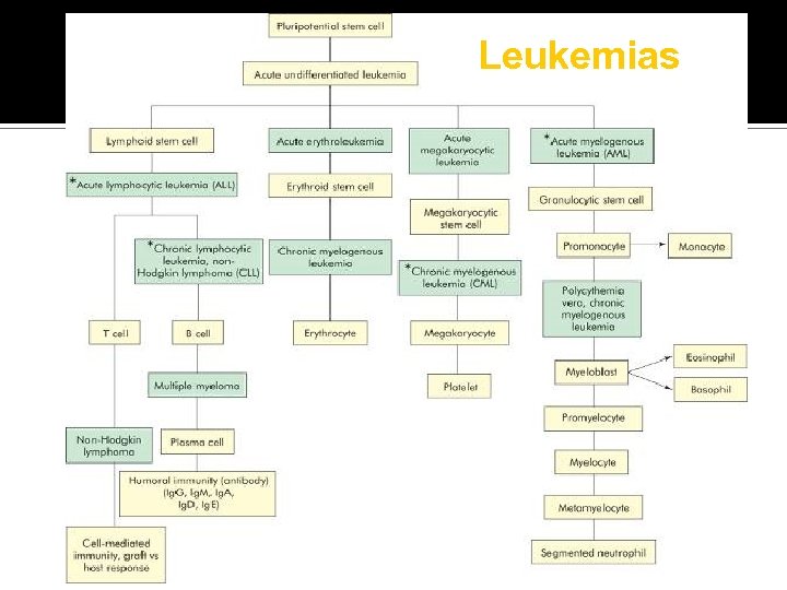 Leukemias 