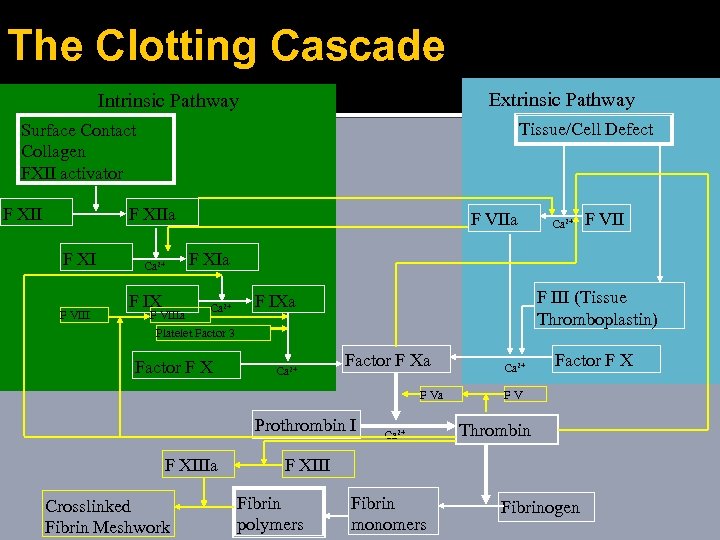 The Clotting Cascade Extrinsic Pathway Intrinsic Pathway Tissue/Cell Defect Surface Contact Collagen FXII activator
