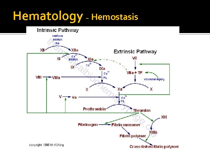 Hematology – Hemostasis 