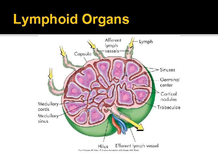 Lymphoid Organs 