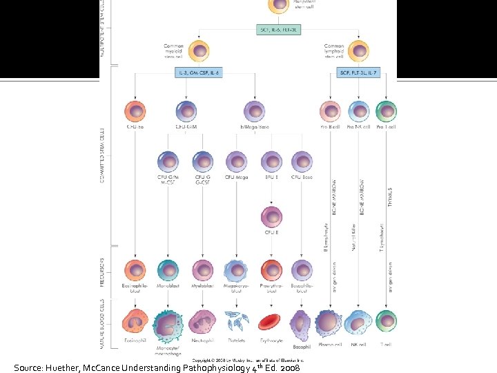 Source: Huether, Mc. Cance Understanding Pathophysiology 4 th Ed. 2008 