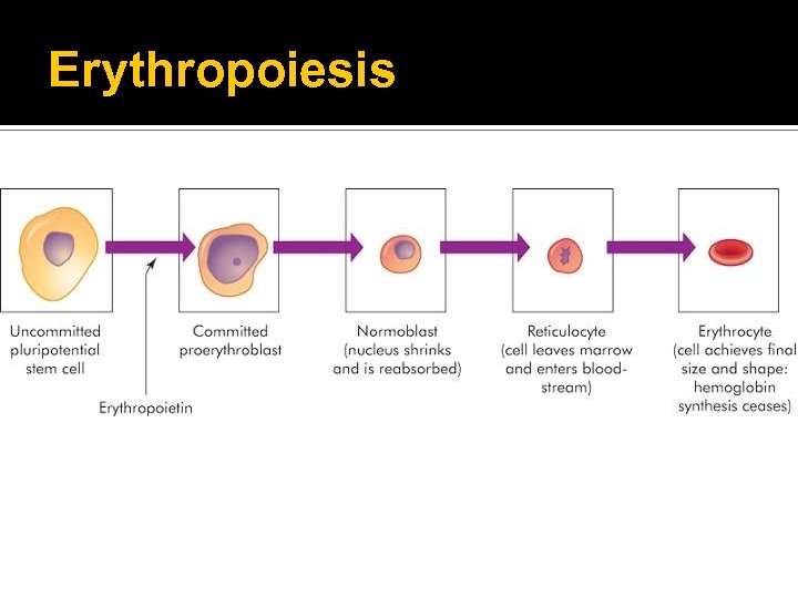Erythropoiesis 