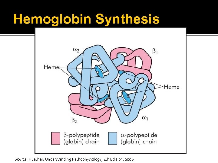 Hemoglobin Synthesis Source: Huether: Understanding Pathophysiology, 4 th Edition, 2008 