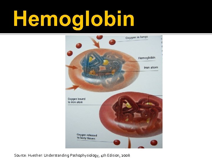 Hemoglobin Source: Huether: Understanding Pathophysiology, 4 th Edition, 2008 