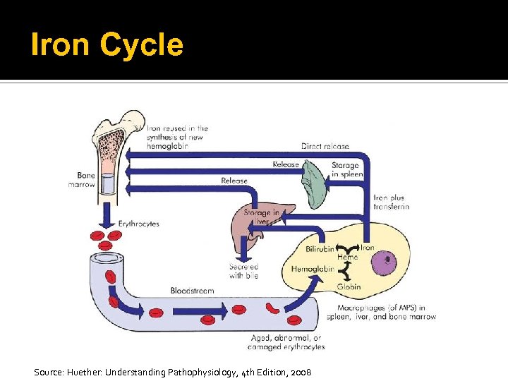 Iron Cycle Source: Huether: Understanding Pathophysiology, 4 th Edition, 2008 