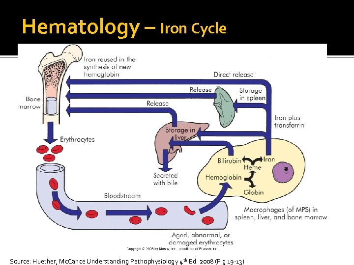 Hematology – Iron Cycle Source: Huether, Mc. Cance Understanding Pathophysiology 4 th Ed. 2008