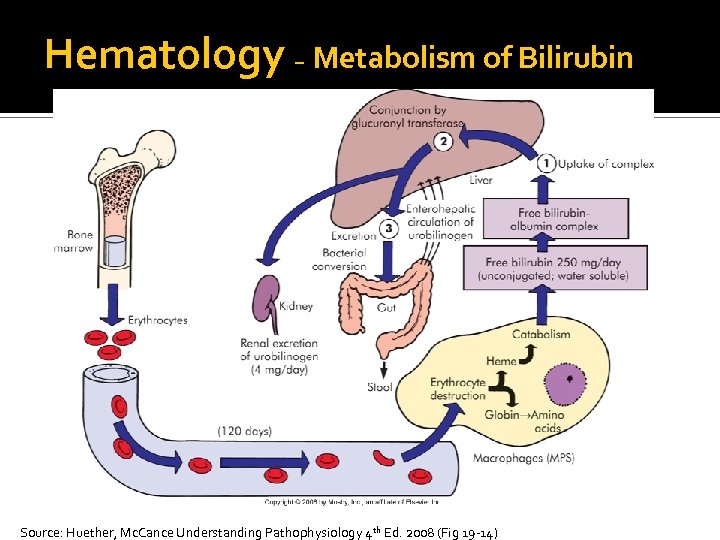 Hematology – Metabolism of Bilirubin Source: Huether, Mc. Cance Understanding Pathophysiology 4 th Ed.