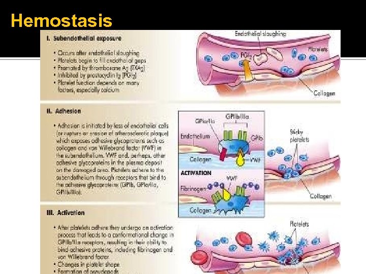 Hemostasis 
