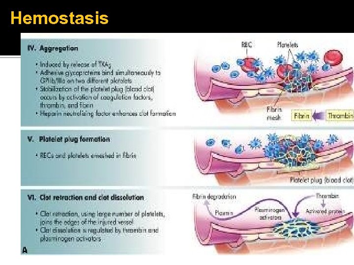 Hemostasis 