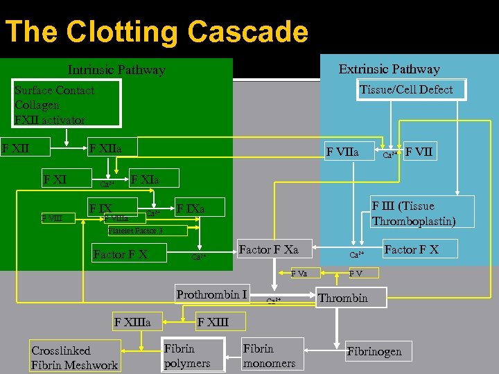 The Clotting Cascade Extrinsic Pathway Intrinsic Pathway Tissue/Cell Defect Surface Contact Collagen FXII activator