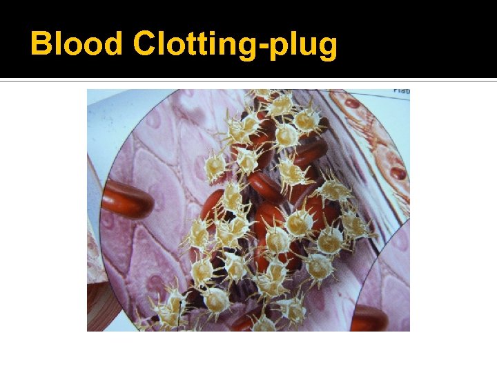 Blood Clotting-plug 