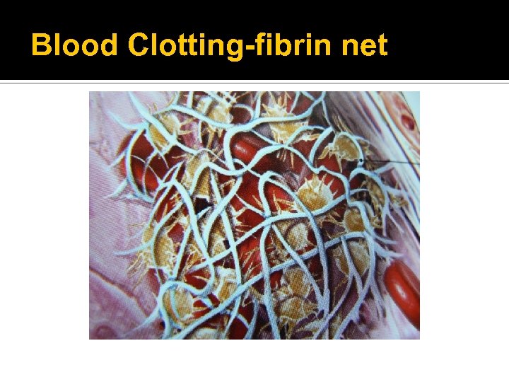 Blood Clotting-fibrin net 
