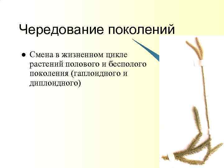 Чередование поколений l Смена в жизненном цикле растений полового и бесполого поколения (гаплоидного и