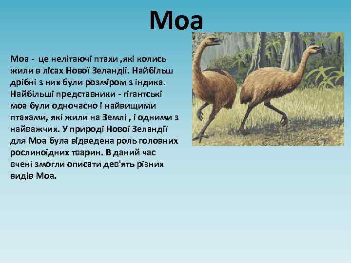 Моа - це нелітаючі птахи , які колись жили в лісах Нової Зеландії. Найбільш