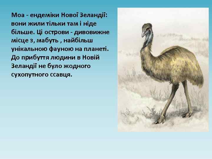 Моа - ендеміки Нової Зеландії: вони жили тільки там і ніде більше. Ці острови