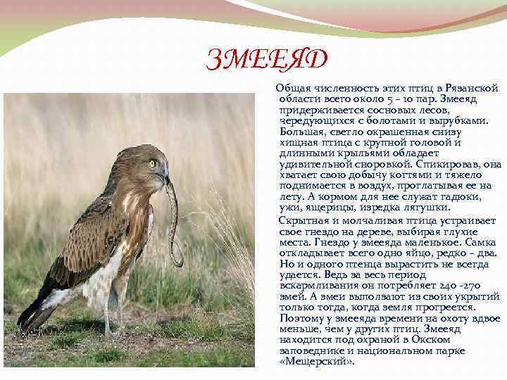 ЗМЕЕЯД Общая численность этих птиц в Рязанской области всего около 5 – 10 пар.