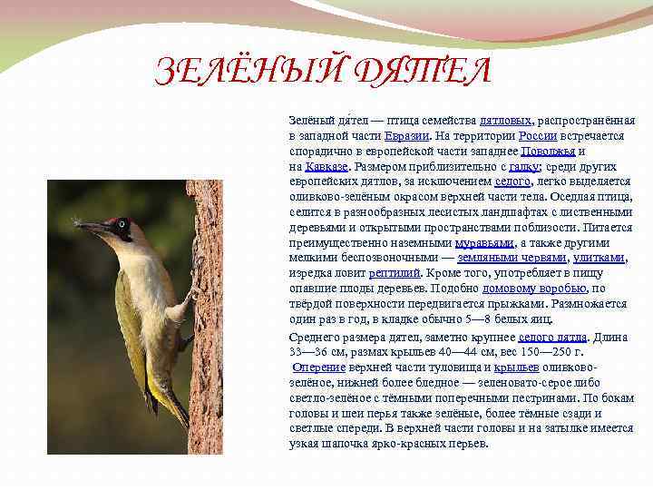 ЗЕЛЁНЫЙ ДЯТЕЛ Зелёный дя тел — птица семейства дятловых, распространённая в западной части Евразии.