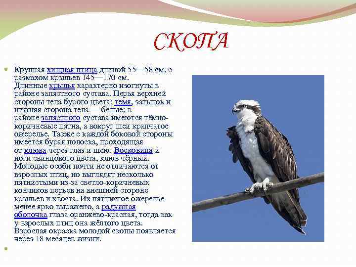 СКОПА Крупная хищная птица длиной 55— 58 см, с размахом крыльев 145— 170 см.
