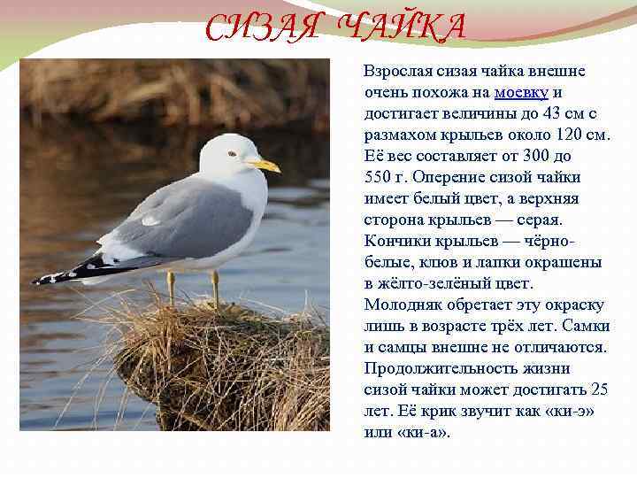 СИЗАЯ ЧАЙКА Взрослая сизая чайка внешне очень похожа на моевку и достигает величины до
