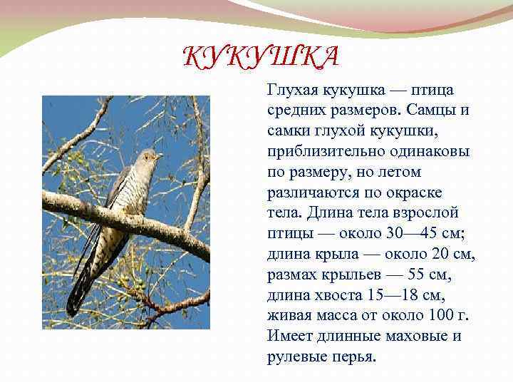КУКУШКА Глухая кукушка — птица средних размеров. Самцы и самки глухой кукушки, приблизительно одинаковы