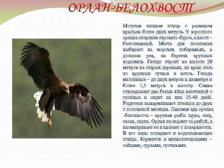 ОРЛАН-БЕЛОХВОСТ Могучая хищная птица с размахом крыльев более двух метров. У взрослого орлана оперение