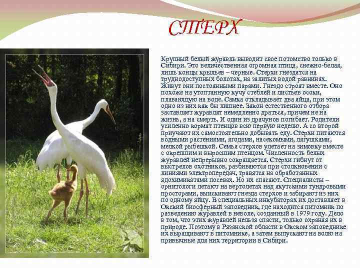 СТЕРХ Крупный белый журавль выводит свое потомство только в Сибири. Это величественная огромная птица,