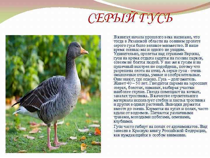 СЕРЫЙ ГУСЬ В книгах начала прошлого века написано, что тогда в Рязанской области на
