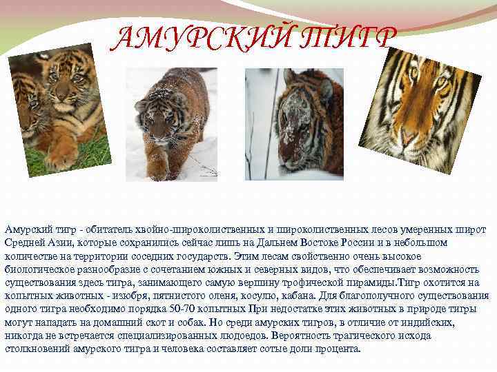 АМУРСКИЙ ТИГР Амурский тигр - обитатель хвойно-широколиственных и широколиственных лесов умеренных широт Cредней Азии,