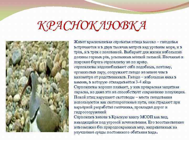 КРАСНОКЛЮВКА Живет красноклювая сероватая птица высоко – гнездовья встречаются и в двух тысячах метров