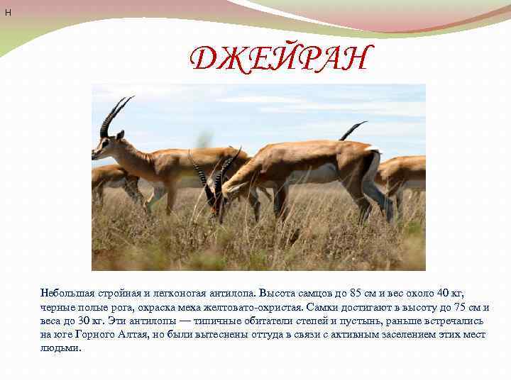 Н ДЖЕЙРАН Небольшая стройная и легконогая антилопа. Высота самцов до 85 см и вес