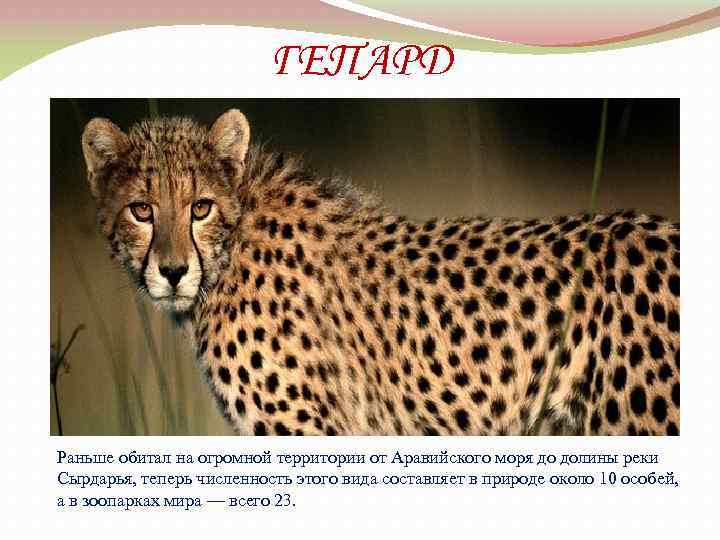 ГЕПАРД Раньше обитал на огромной территории от Аравийского моря до долины реки Сырдарья, теперь
