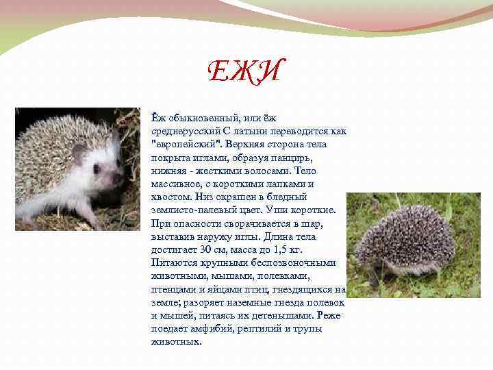 ЕЖИ Ёж обыкновенный, или ёж среднерусский С латыни переводится как 