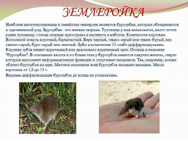ЗЕМЛЕРОЙКА Наиболее многочисленными в семействе землероек являются бурозубки, которые объединяются в одноименный род. Бурозубки