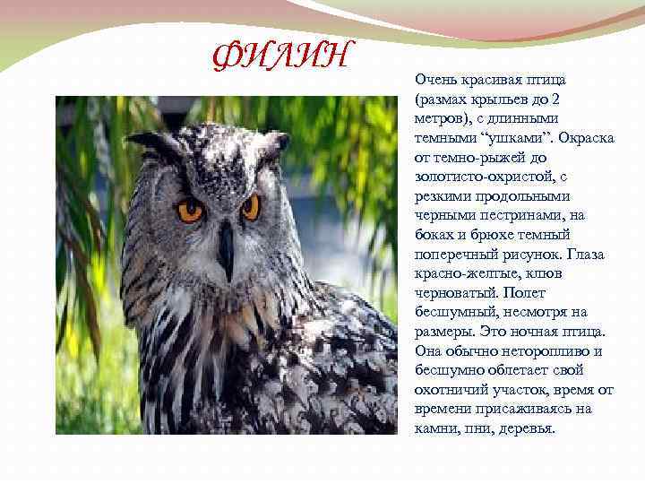 ФИЛИН Очень красивая птица (размах крыльев до 2 метров), с длинными темными “ушками”. Окраска