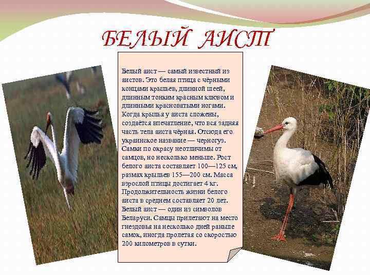 БЕЛЫЙ АИСТ Белый аист — самый известный из аистов. Это белая птица с чёрными