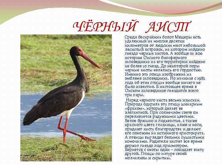  ЧЁРНЫЙ АИСТ Среди бескрайних болот Мещеры есть удаленный на многие десятки километров от