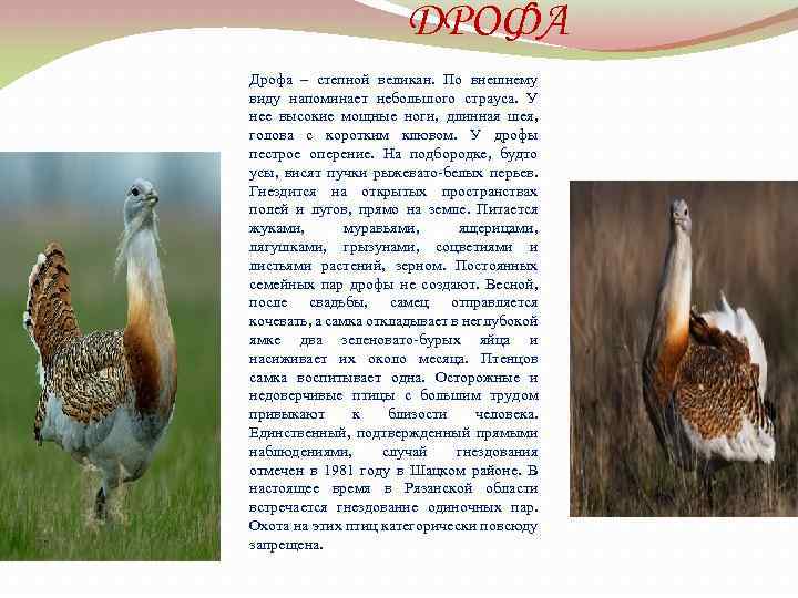 ДРОФА Дрофа – степной великан. По внешнему виду напоминает небольшого страуса. У нее высокие