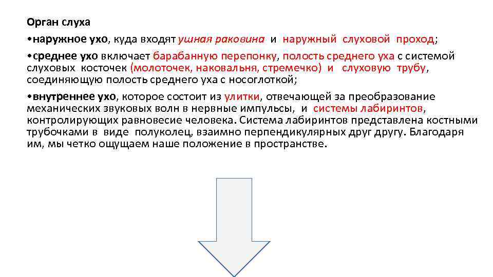 Орган слуха • наружное ухо, куда входят ушная раковина и наружный слуховой проход; •