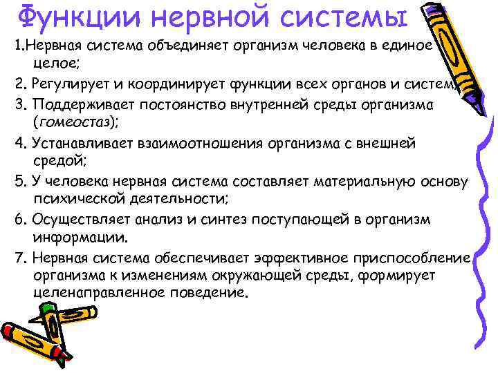 Функции нервной системы 1. Нервная система объединяет организм человека в единое целое; 2. Регулирует