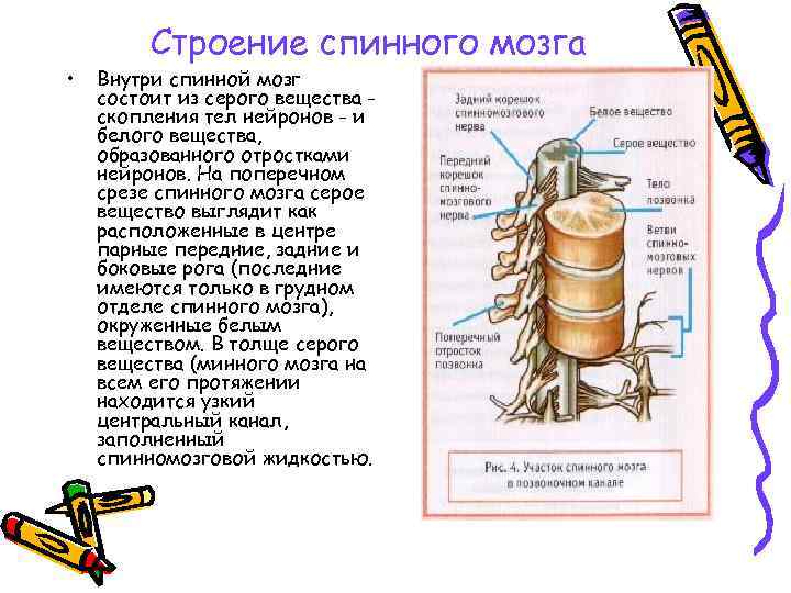  • Строение спинного мозга Внутри спинной мозг состоит из серого вещества скопления тел